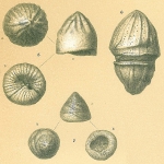 Glabratella tabernacularis