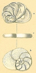 Heronallenia lingulata