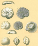 Neoglabratella wiesneri
