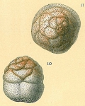 Cymbaloporetta atlantica