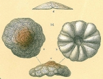 Cymbaloporetta bradyi