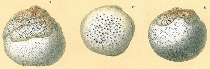 Cymbaloporetta plana Cymbaloporetta plana