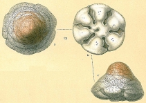Cymbaloporetta squammosa, author: Cedhagen, Tomas