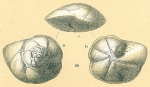 Cribroeponides cribrorepandus