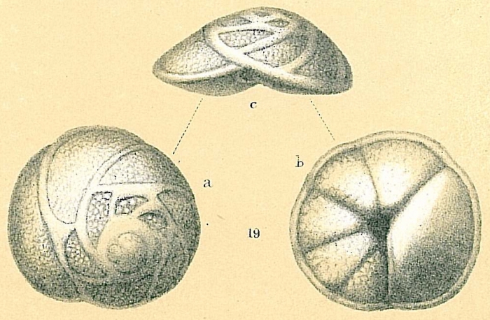 Eponides repandus Eponides repandus