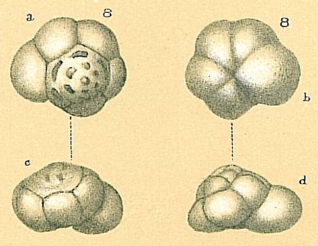 Ioanella tumidula Ioanella tumidula