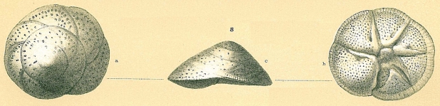 Neoeponides auberii, author: Cedhagen, Tomas