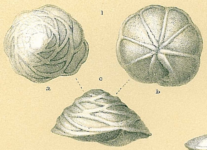 Neoeponides berthelotianus Neoeponides berthelotianus