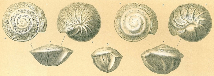 Neoeponides praecinctus Neoeponides praecinctus