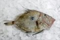 Zeiformes
