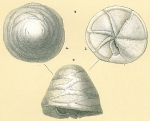 Neoeponides procerus