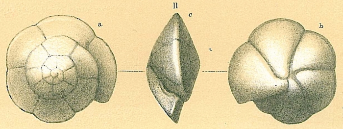 Oridorsalis umbonatus Oridorsalis umbonatus