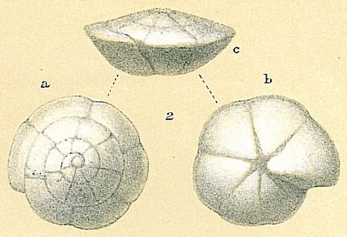 Oridorsalis umbonatus Oridorsalis umbonatus