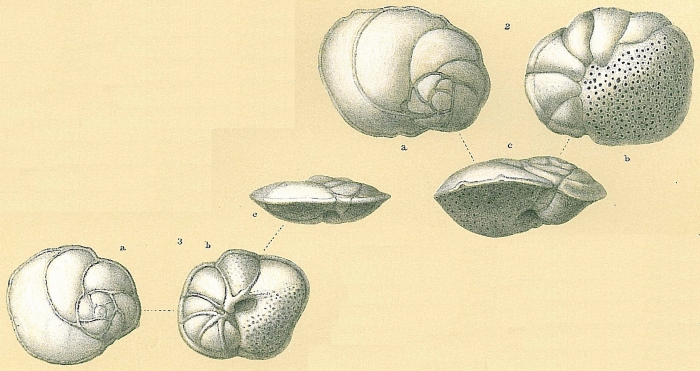 Poroeponides lateralis Poroeponides lateralis