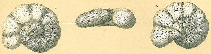 Epistomaroides polystomelloides Epistomaroides polystomelloides