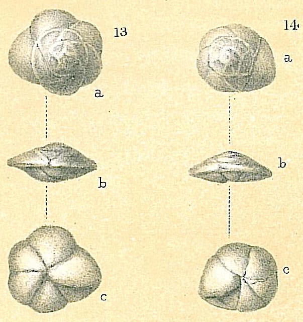 Alabaminoides exiguus Alabaminoides exiguus
