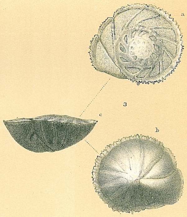 Osangularia bengalensis Osangularia bengalensis