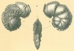 Siphoninella soluta