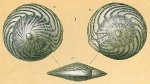 Chromista - Foraminifera (foraminifers)