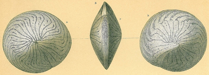 Amphistegina radiata Amphistegina radiata