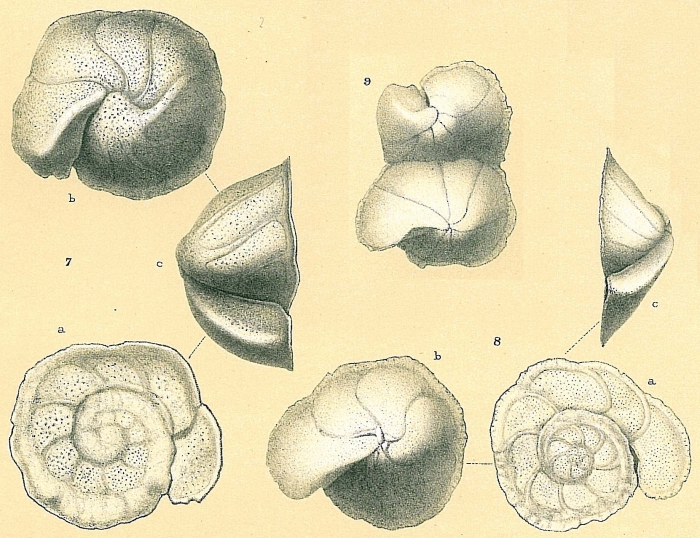 Cibicides refulgens Cibicides refulgens