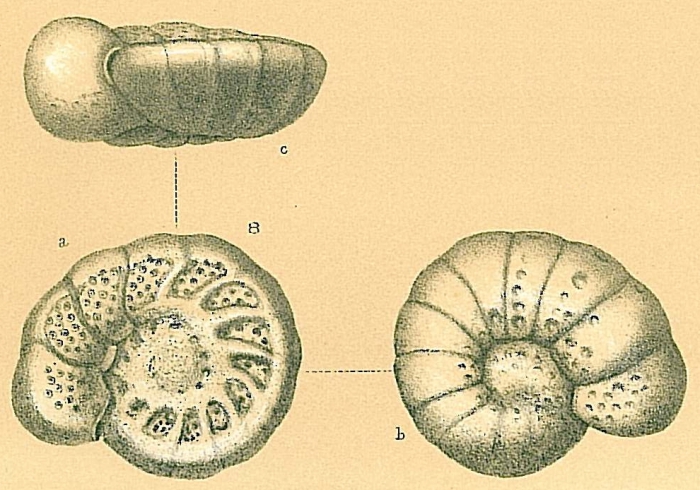Cibicidoides circatricosus Cibicidoides circatricosus