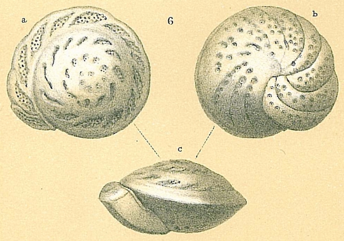 Cibicidoides mundulus Cibicidoides mundulus