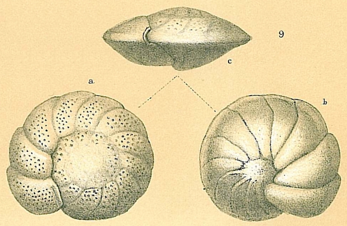 Cibicidoides pachyderma Cibicidoides pachyderma