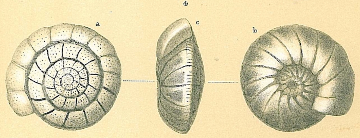 Cibicidoides robertsonianus Cibicidoides robertsonianus