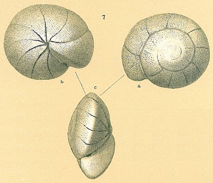Cibicidoides subhaidingerii Cibicidoides subhaidingerii