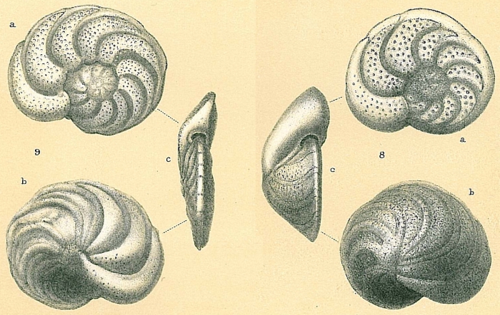 Cibicidoides wuellerstorfi Cibicidoides wuellerstorfi