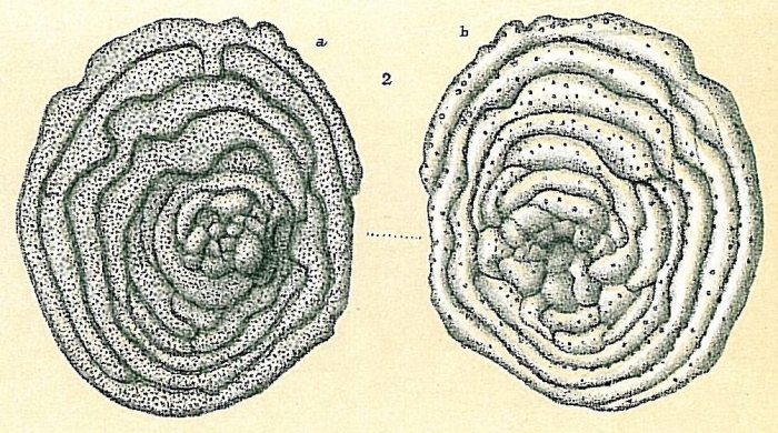 Cyclocibicides vermiculatus Cyclocibicides vermiculatus