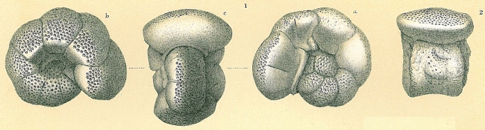 Discoanomalina coronata Discoanomalina coronata