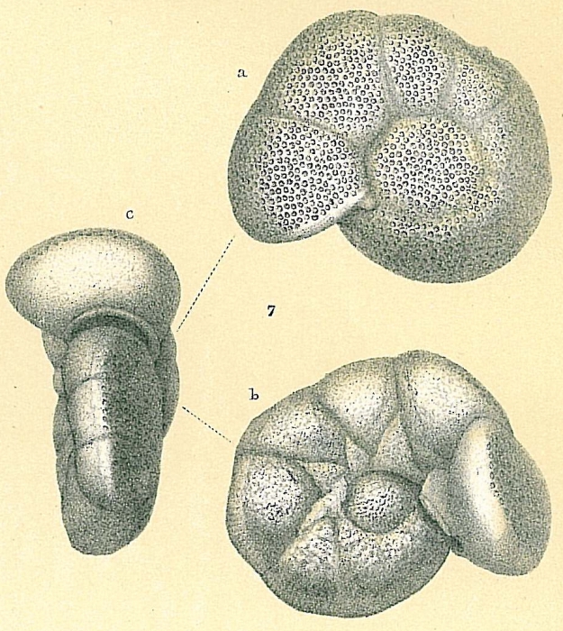 Discoanomalina vermiculata Discoanomalina vermiculata