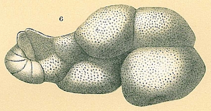 Dyocibicides biserialis Dyocibicides biserialis