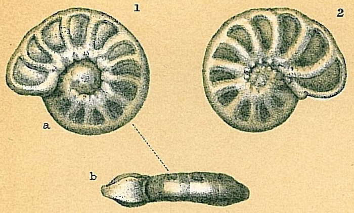 Hyalinea balthica Hyalinea balthica