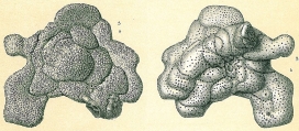 Planopulvinulina dispansa, author: Cedhagen, Tomas