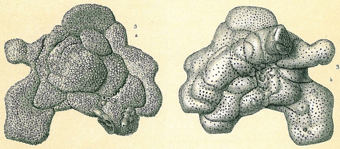 Planopulvinulina dispansa Planopulvinulina dispansa