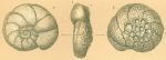 Planulina foveolata