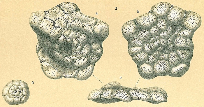 Planorbulina distoma Planorbulina distoma