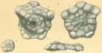 Protozoa
