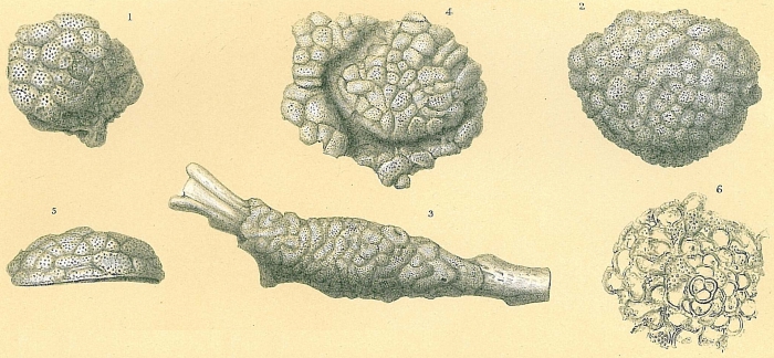 Acervulina inhaerens Acervulina inhaerens