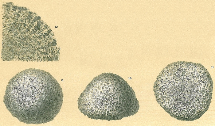 Discogypsina vesicularis Discogypsina vesicularis