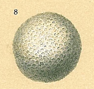 Sphaerogypsina globulus Sphaerogypsina globulus