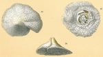 Carpenteria monticularis