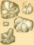 Carpenteria monticularis