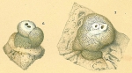 Carpenteria utricularis