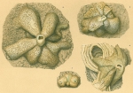 Carpenteria utricularis