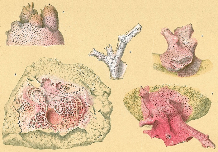 Miniacina miniacea Miniacina miniacea
