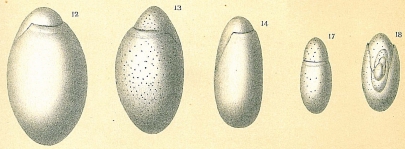 Chilostomella oolina, author: Cedhagen, Tomas